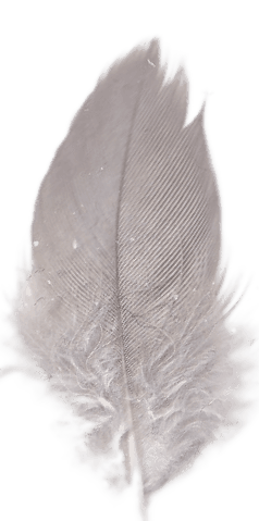 Feather