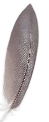 Feather